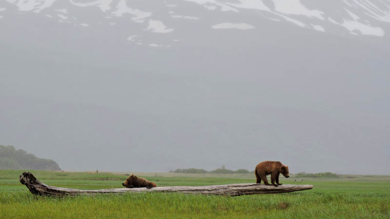 A sow plays with her cub on a log