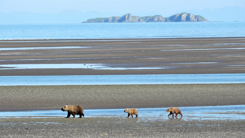 A sow walks along beach with two cubs following