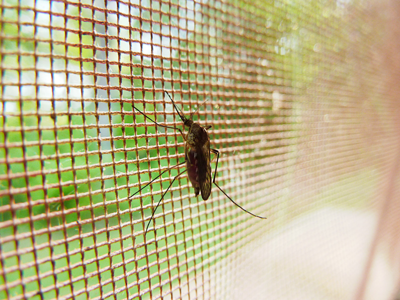 A mosquito on a window screen