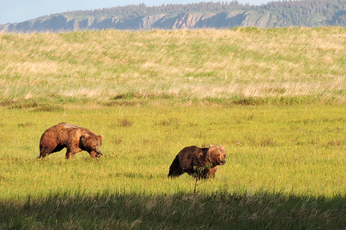 Male bear chases female bear