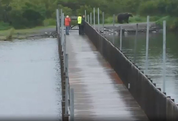 People on the bridge close to a bear