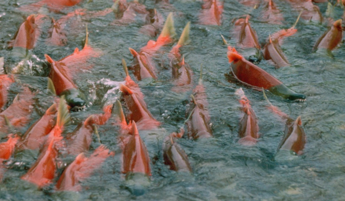 Bright red sockeye salmon in a small stream