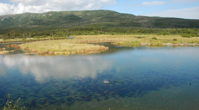 salmon in river with meadows and mountain in background