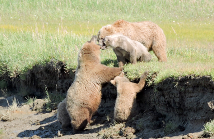 two bear families growl