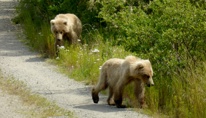 two small bears walking