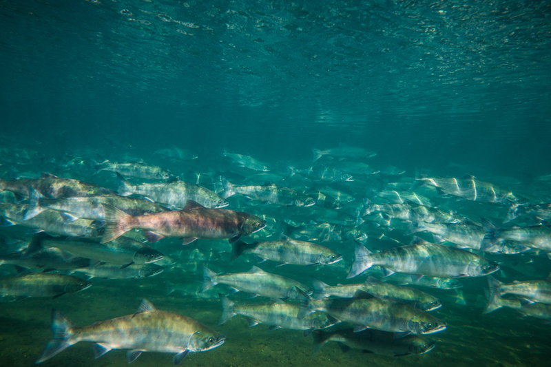 A school of sockeye salmon in the Brooks River