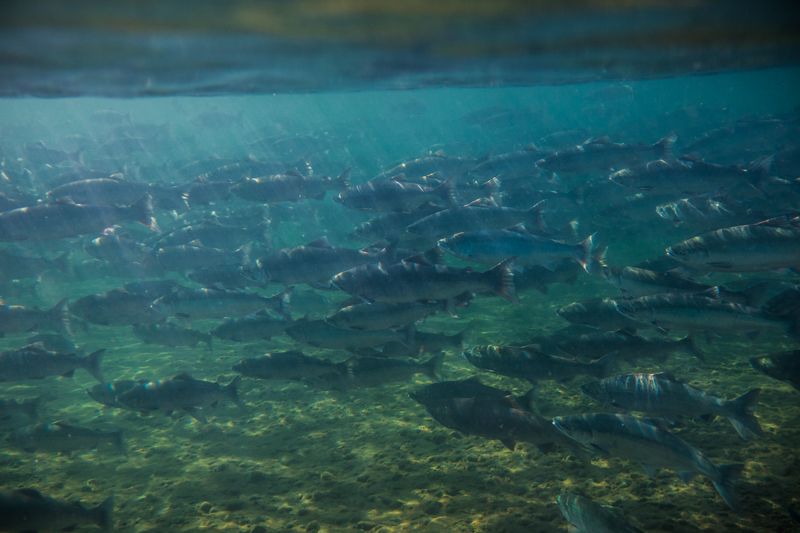 A school of sockeye salmon in the Brooks River