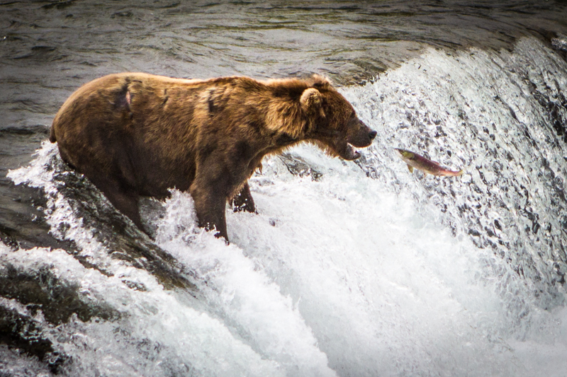 775 Lefty waits as a salmon jumps towards his mouth