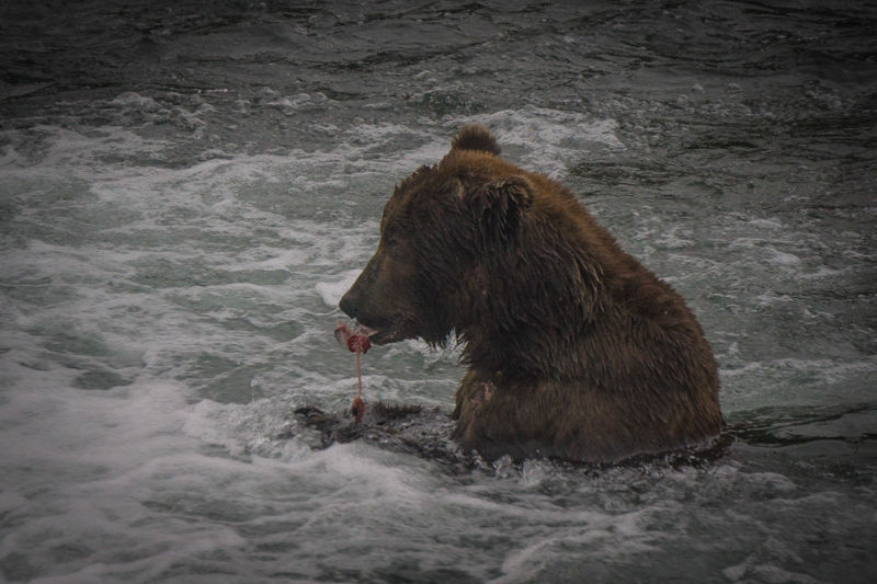 Bear 747 eats a salmon in the Brooks River