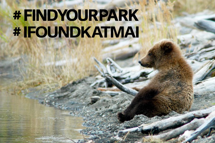Hashtag Find Your Park, Hashtag I Found Katmai, bear cub sitting upright Hashtag Find Your Park, Hashtag I Found Katmai, bear cub sitting upright