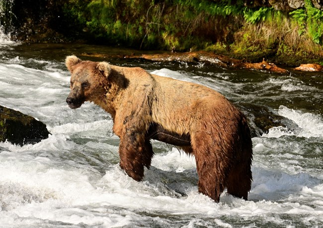 a skinny looking brown bear stands in a flowing river