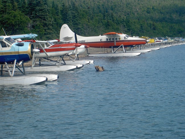 A sow swimming in front of aircraft.