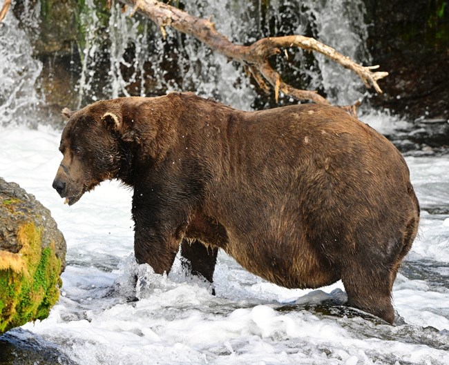 A brown bear with a broken jaw stands in a flowing river