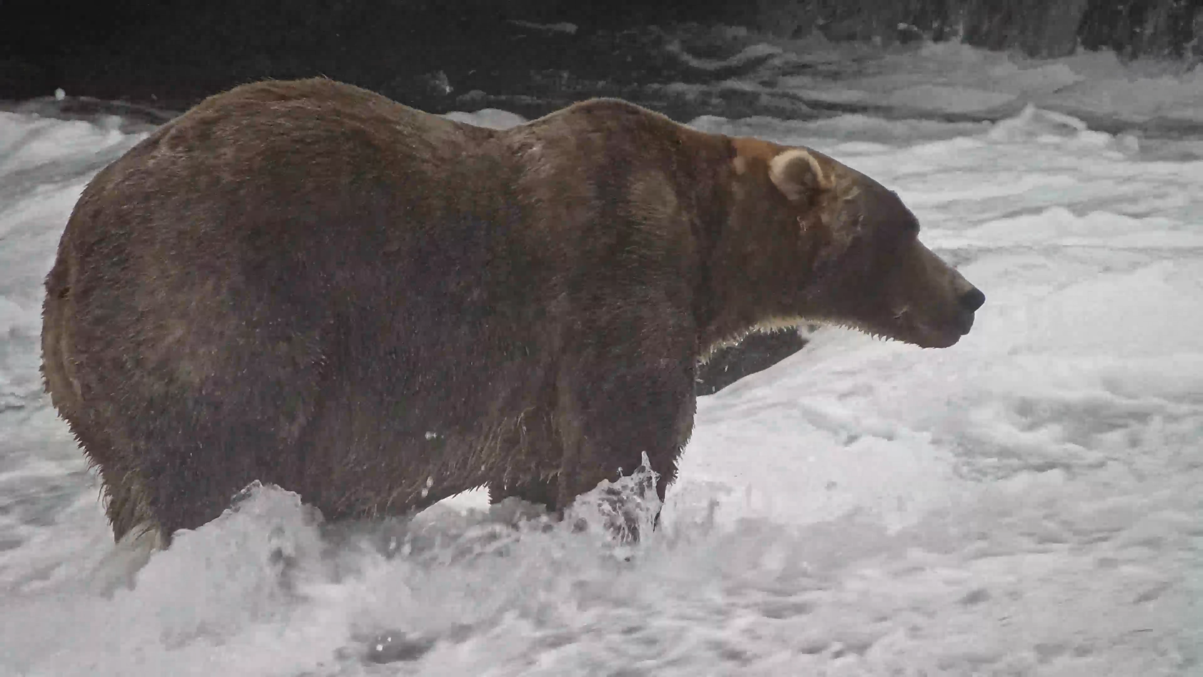 クマ Bear 89 