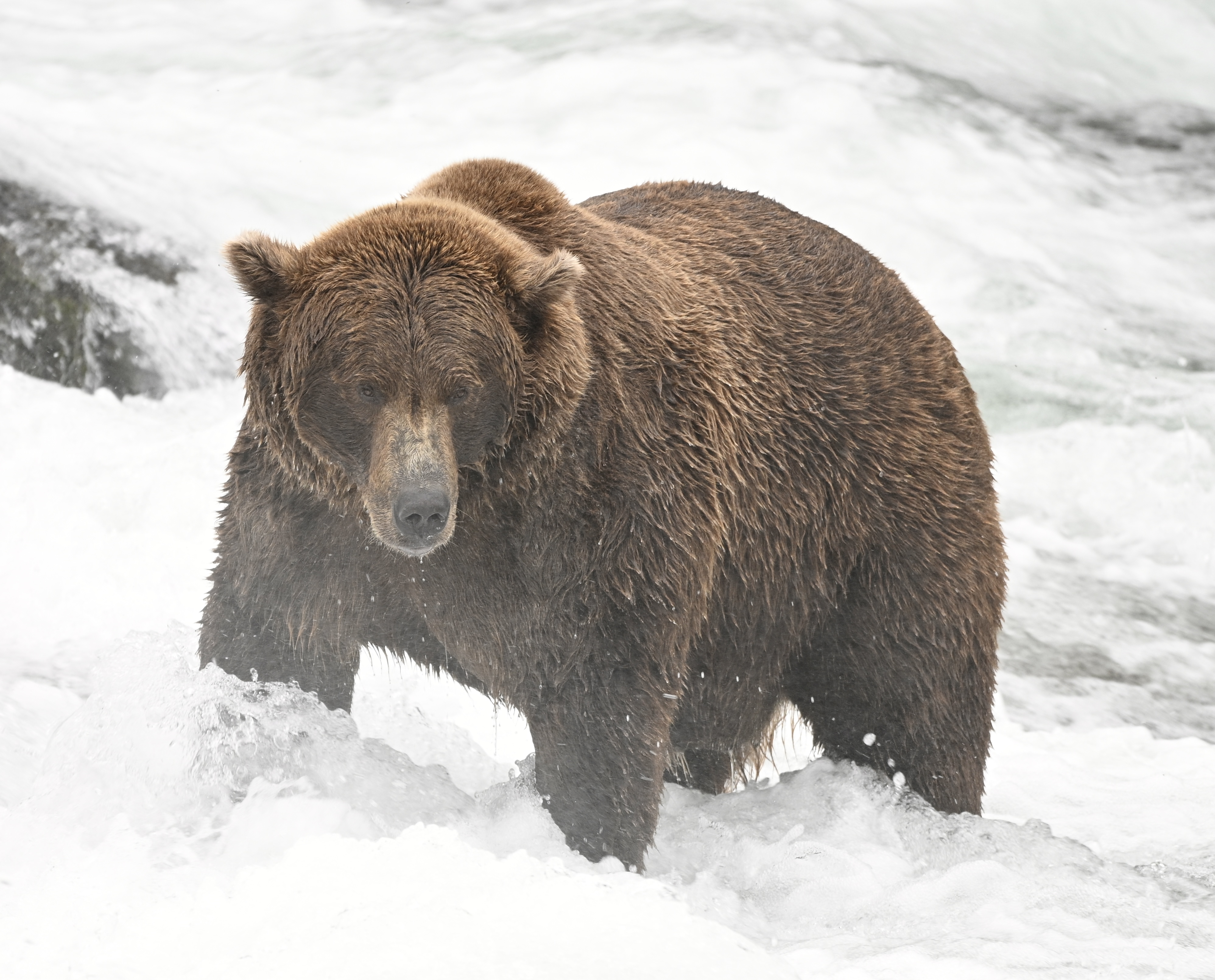 A brown bear stands below brooks falls