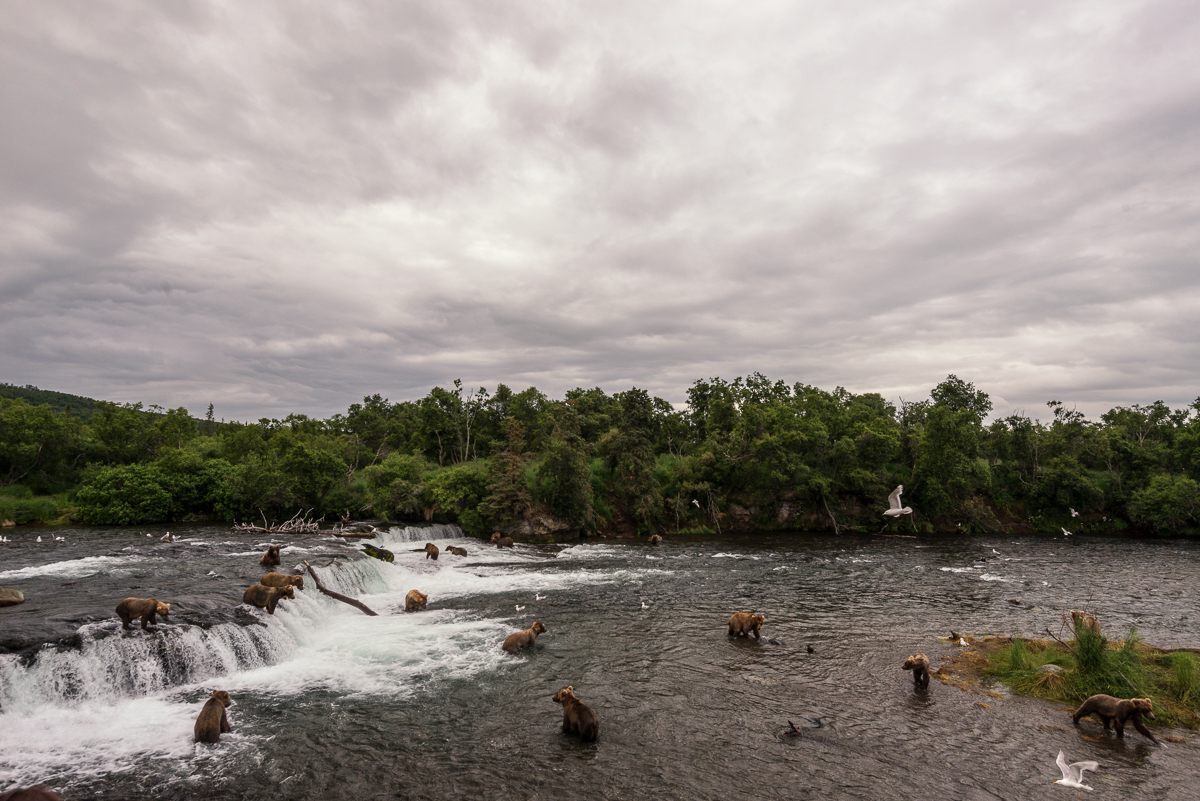 Bears feeding at Brooks Falls in Alaska 