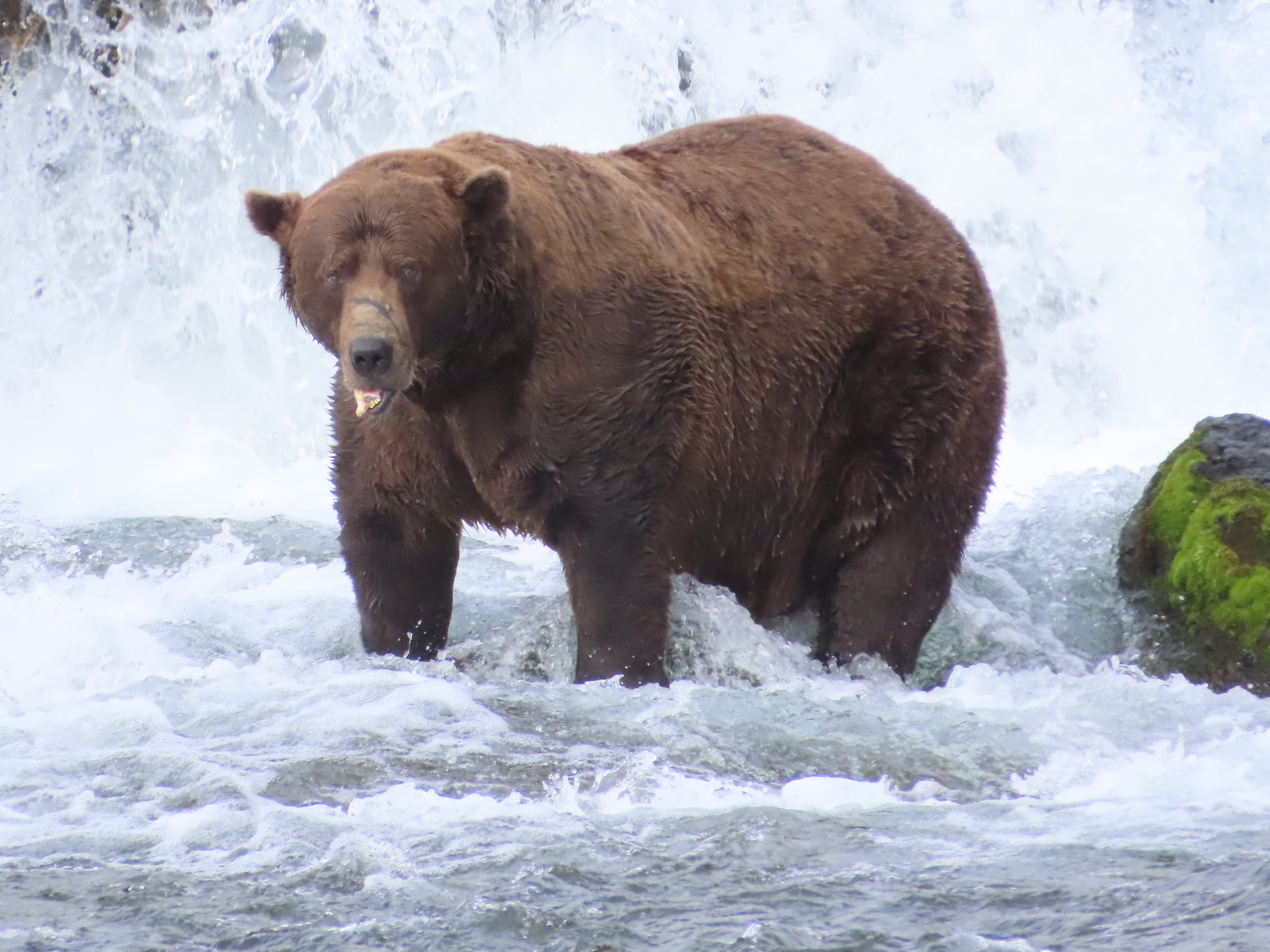 a brown bear with a broken jaw stand below a waterfall