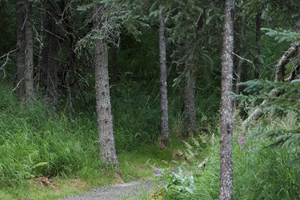 A trail with trees and tall grass on either side