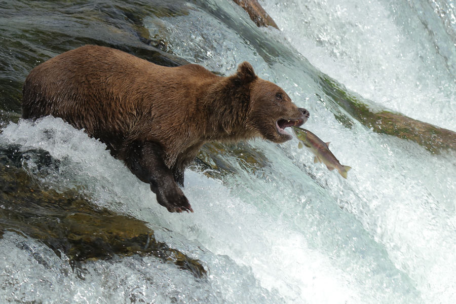 A bear catches a salmon while standing on the lip of a waterfall