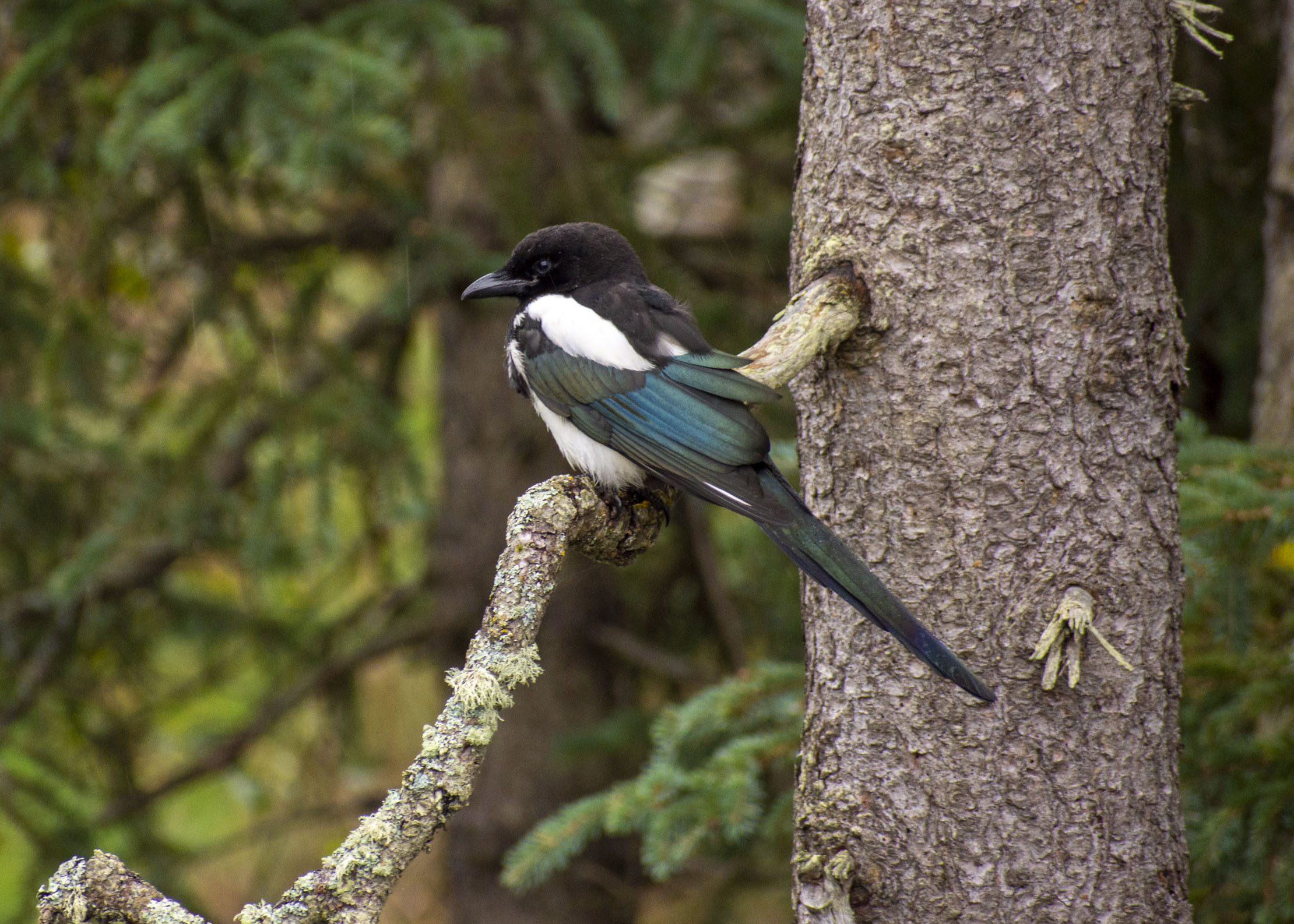 A magpie in a tree