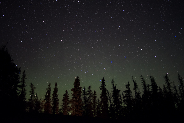 Lights from the Aurora glows over trees