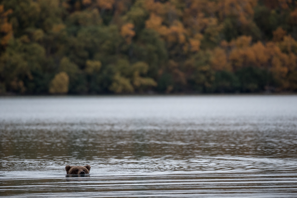 A bear head is above water as it swims and fall colors adorn the background