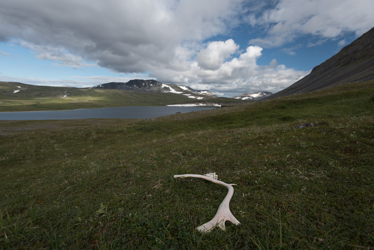 A caribou antler rests on tundra in front of a high alpine lake and mountains 