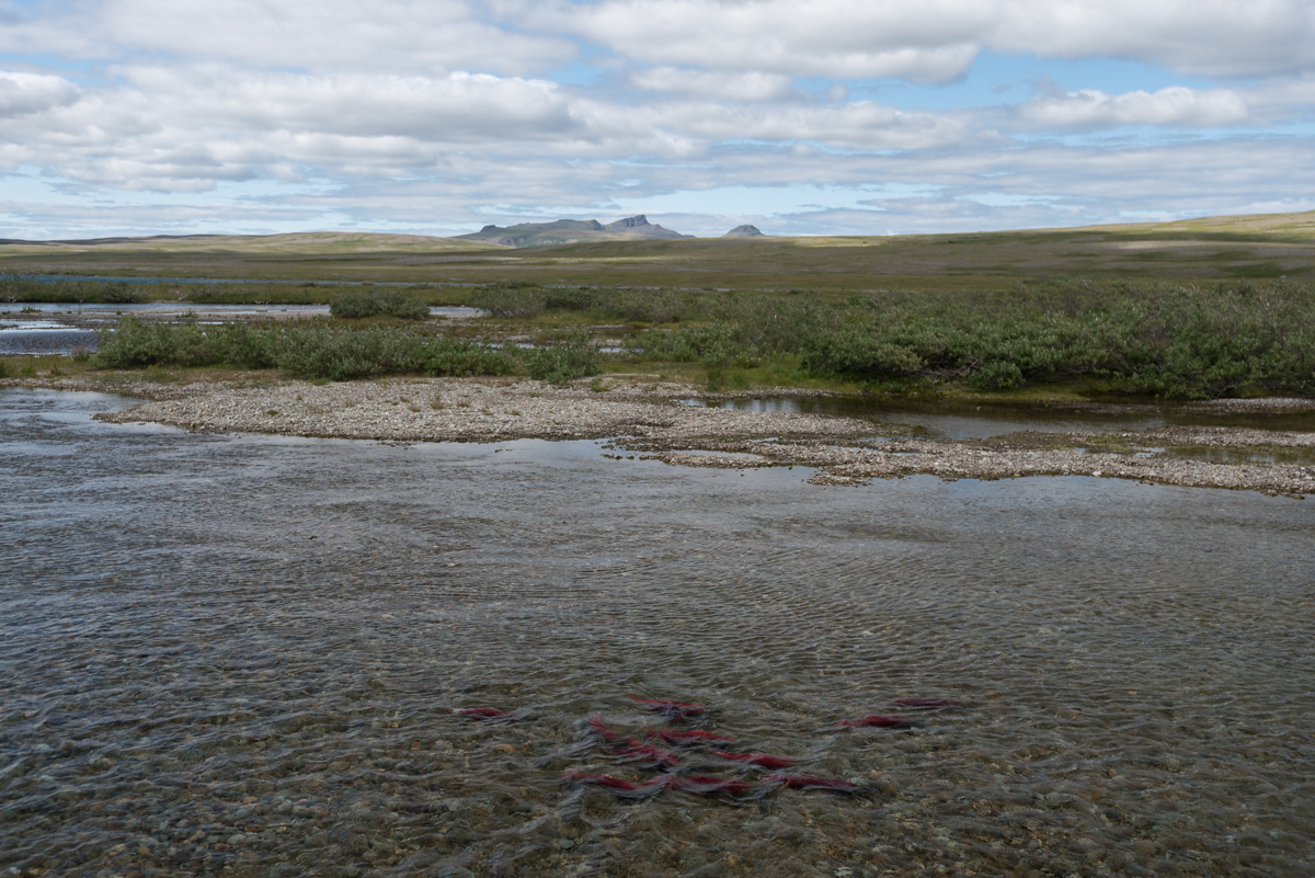 Salmon in a stream with tundra and then distant mountains