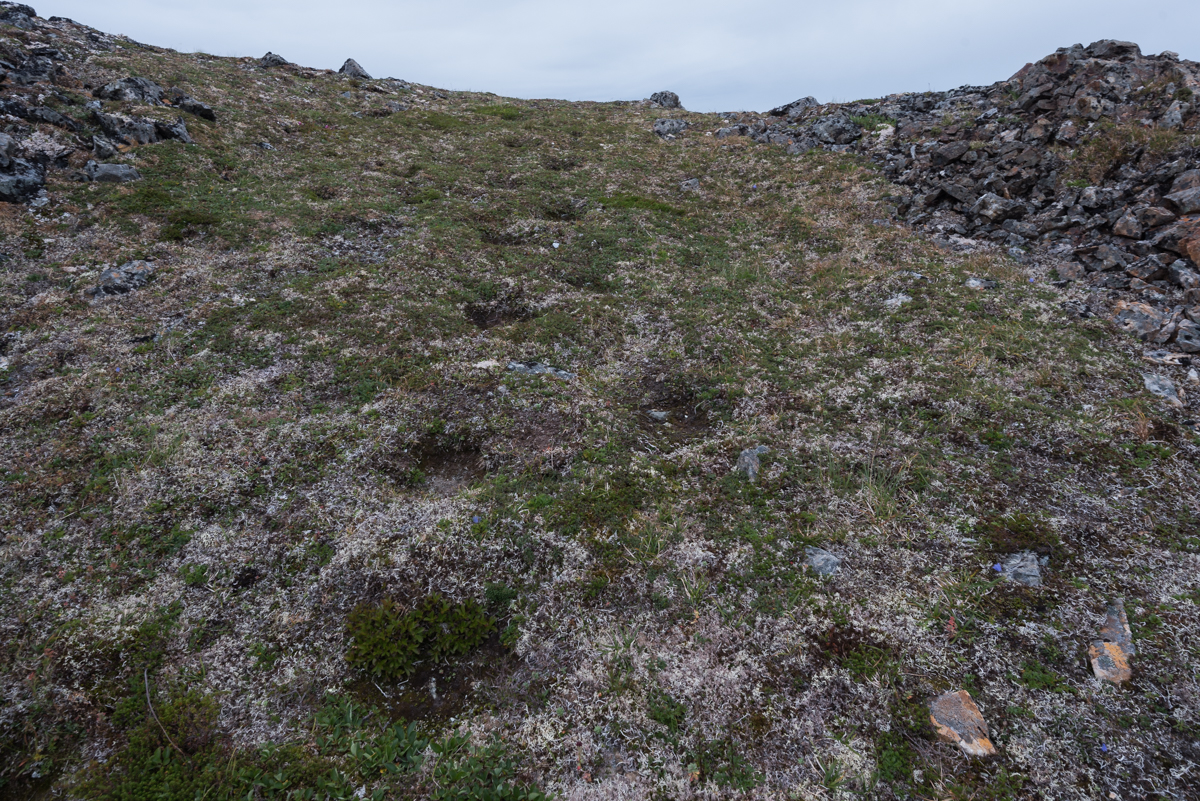A bear has used this pathway for many years as evidenced by the entrenched footprints Bear prints etched in the soil by many years of travel on the same route