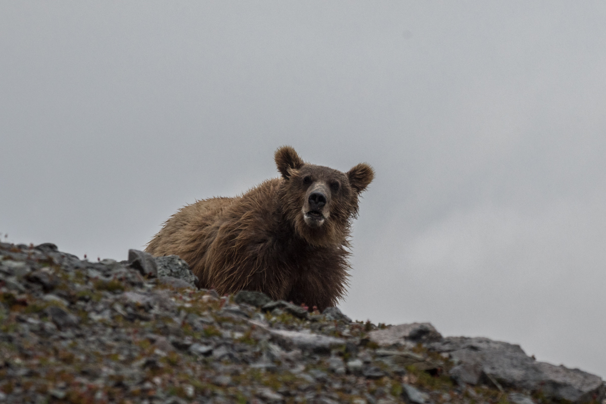 A bear looking towards you from behind a small rise