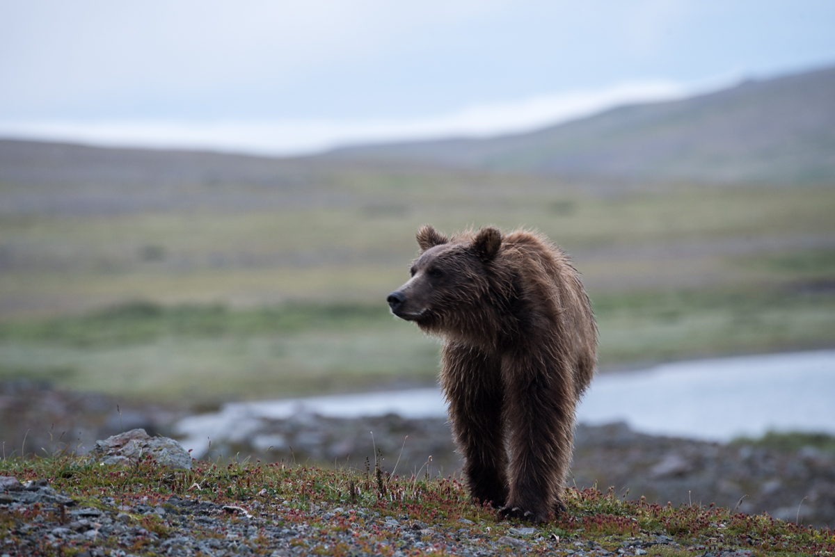 A brown bear standing on tundra