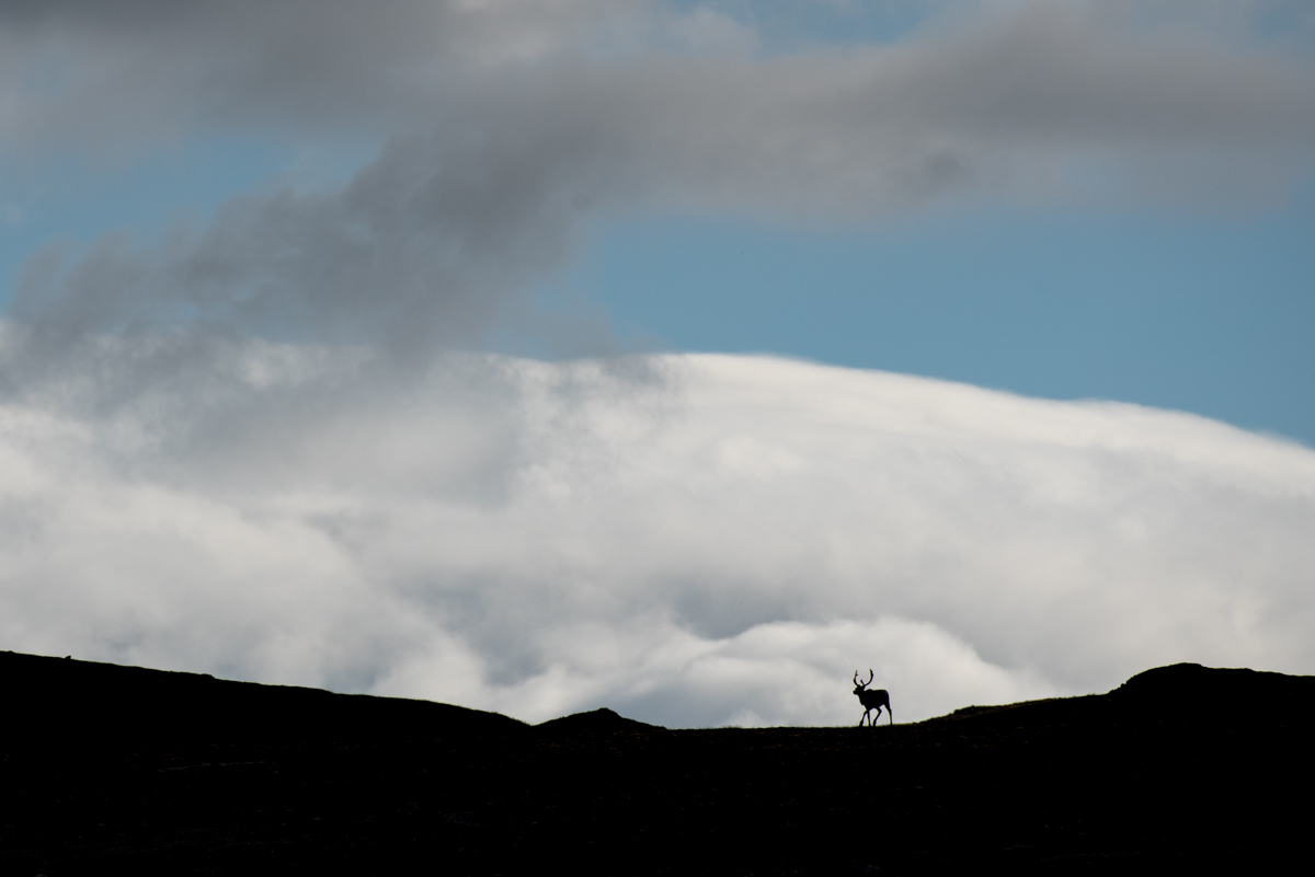 A caribou silhouetted on a ridgeline A caribou is silhouetted on a ridgeline