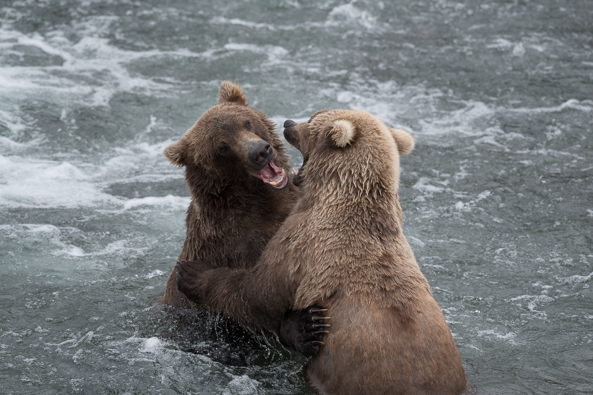 Two subadult brown bears playing in water