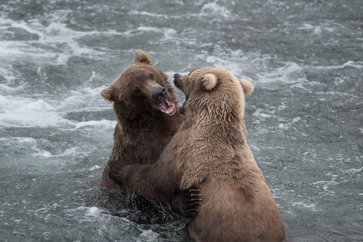 Subadult Bears at Brooks Falls 2018 Two subadult brown bears playing in water