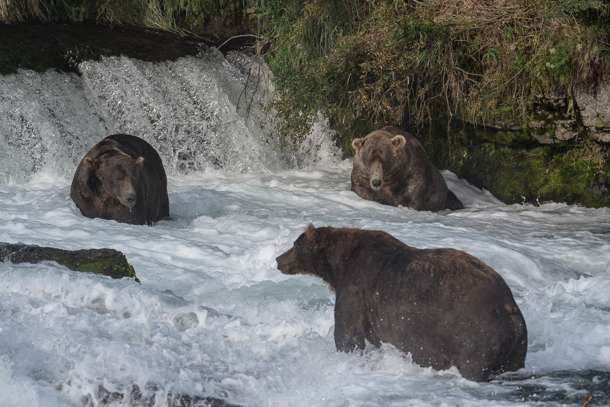 Adult male bears at Brooks Falls in August 2018 Three large adult male bears at Brooks Fall in August 2018