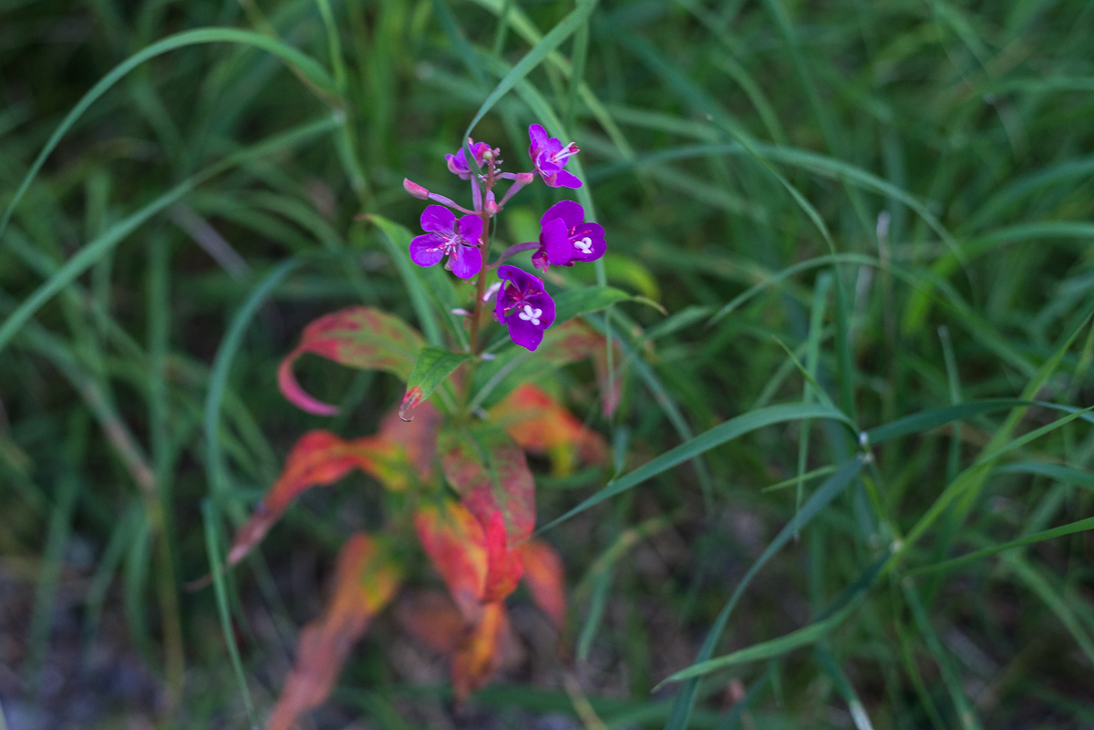 Purple flowers of fireweed with stem turning red