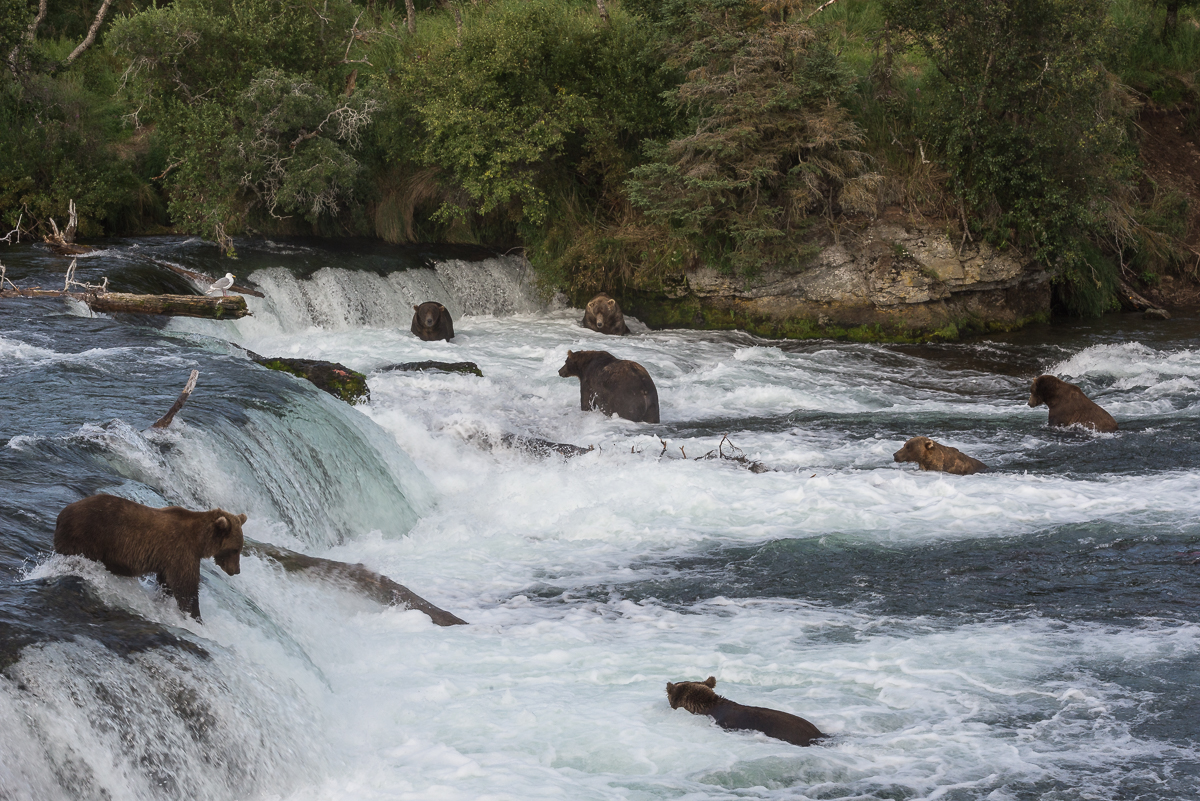 Bears in the water near Brooks Falls