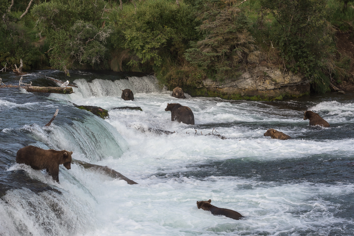 Bears at Brooks Falls Bears in the water near Brooks Falls