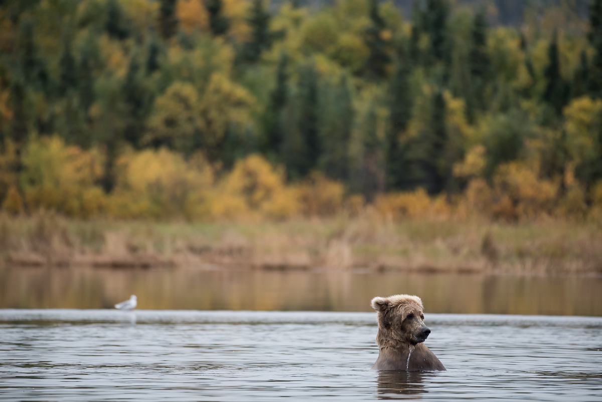 A bear fishes in the lower Brooks River in autumn