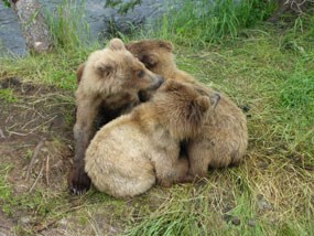 Cub pile.  Photo courtesy of S. Kim.