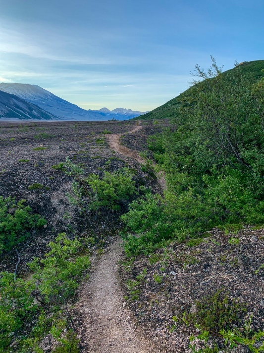 A trail with brush on either side