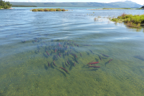 Sockeye salmon in the lower Brooks River Sockeye salmon in the lower Brooks River