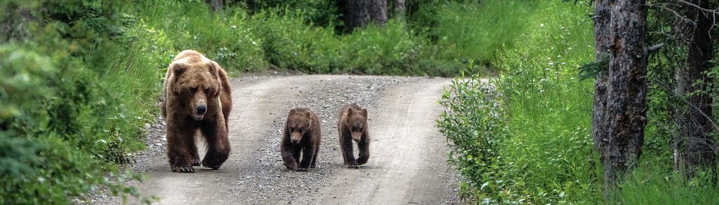 katm-education-bears.jpg?maxwidth\u003d1300\u0026maxheight\u003d1300\u0026autorotate\u003dfalse\u0026format\u003dwebp