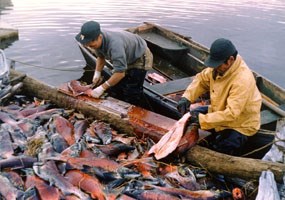 Salmon are Salmon are