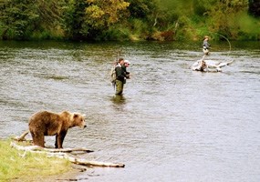 Two- and four-legged fishermen compete along the Brooks River.