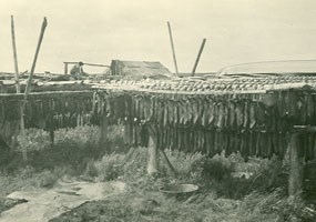 Salmon are traditionally hung on racks to dry.