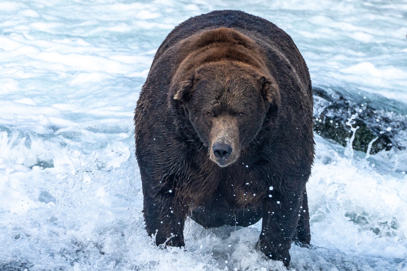 Fat Bear Week Katmai National Park & Preserve (U.S. National Park