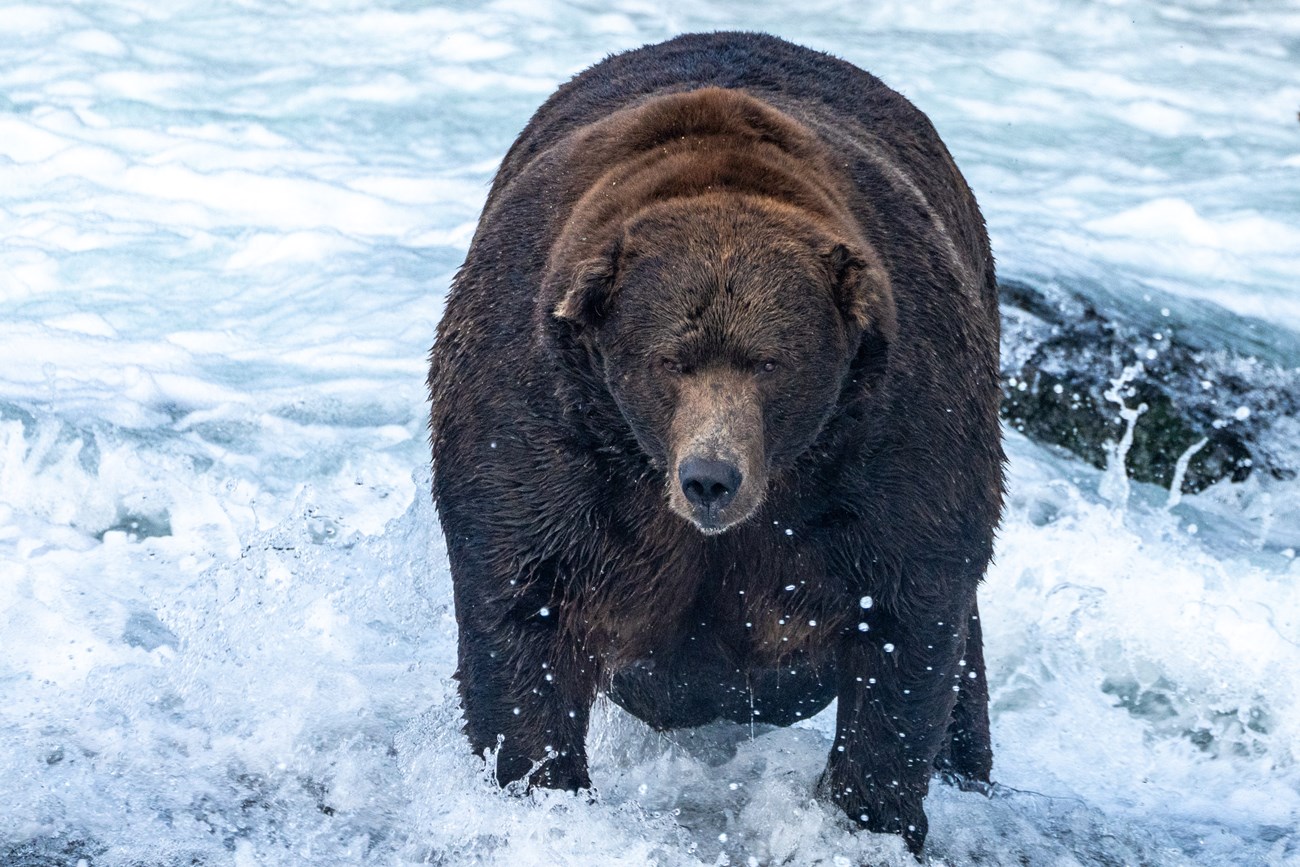 A large bear standing in water