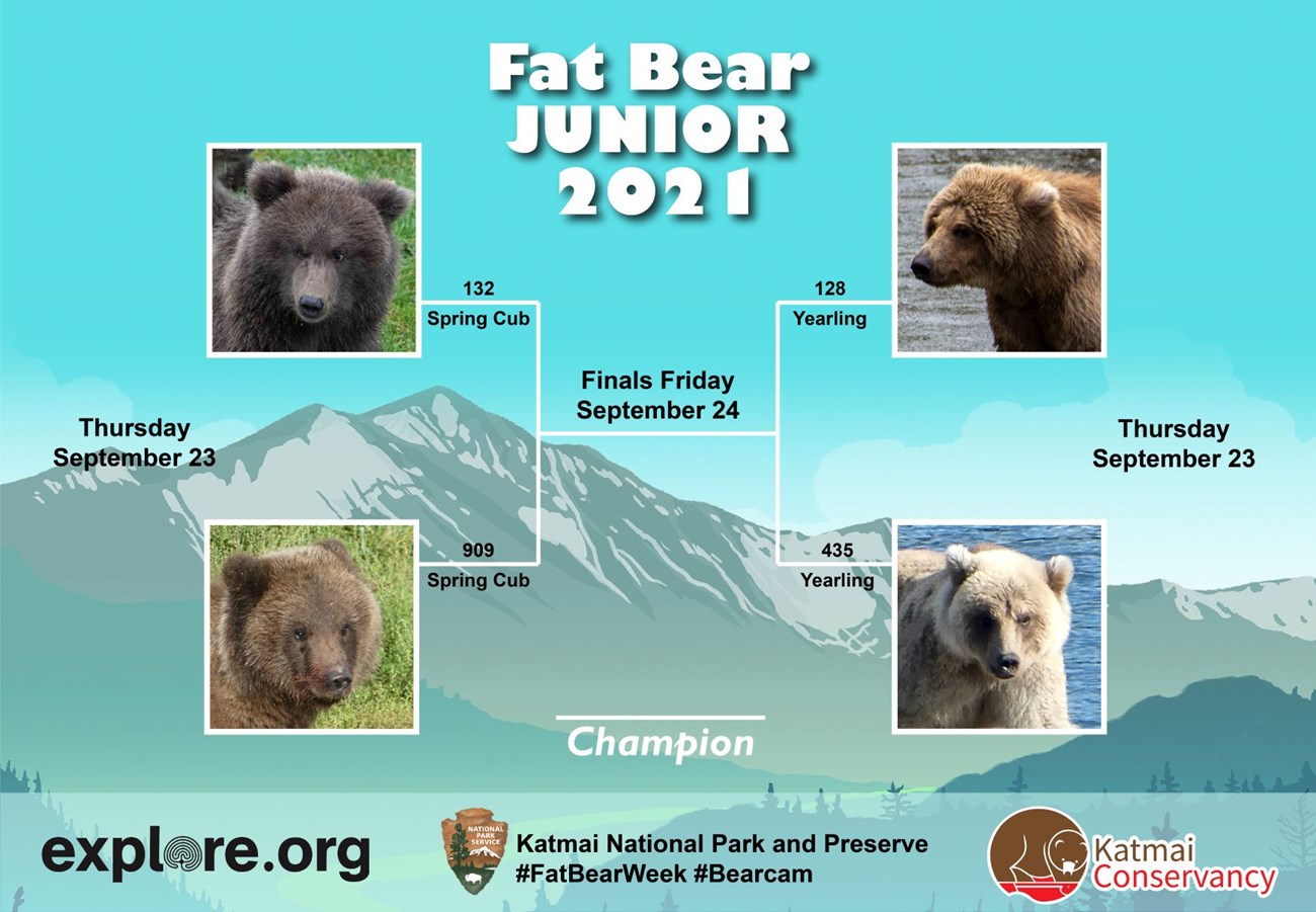 Picture of four cubs set up in a bracket style with two head-to-head matches