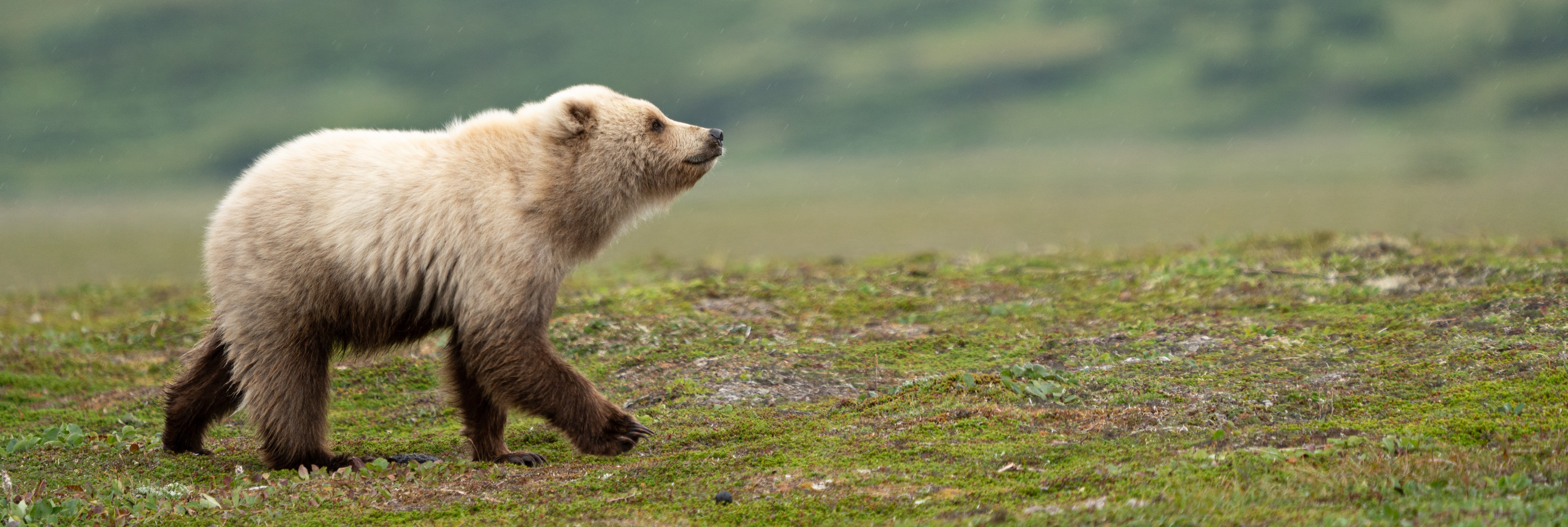 a young, very fluffy light brown bear walks across tundra while sniffing the air.